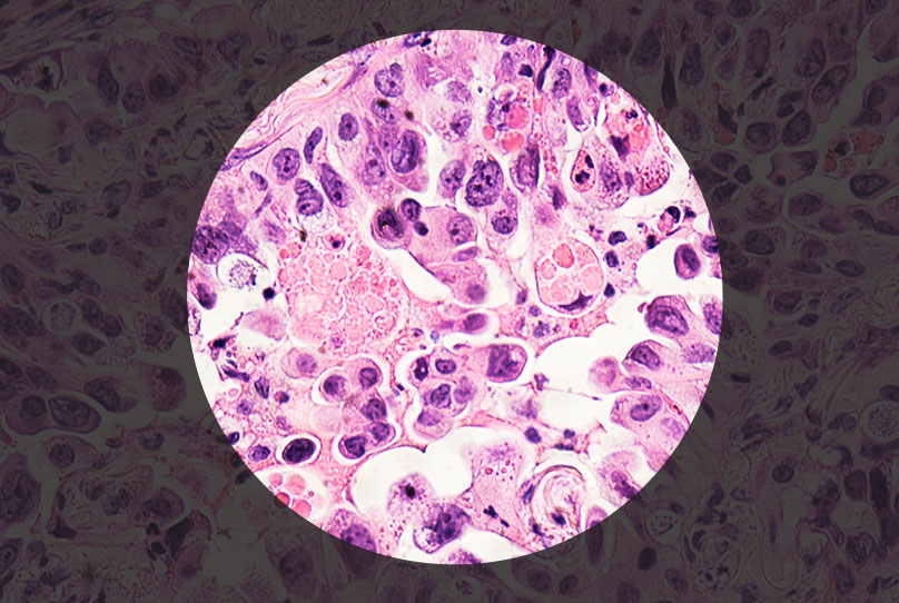 cells under a microscope